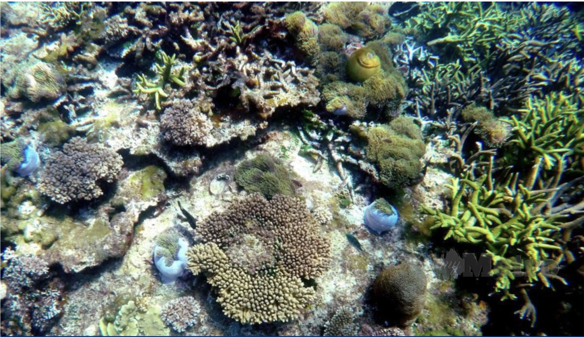 3 kawasan terumbu karang di Terengganu alami kelunturan teruk