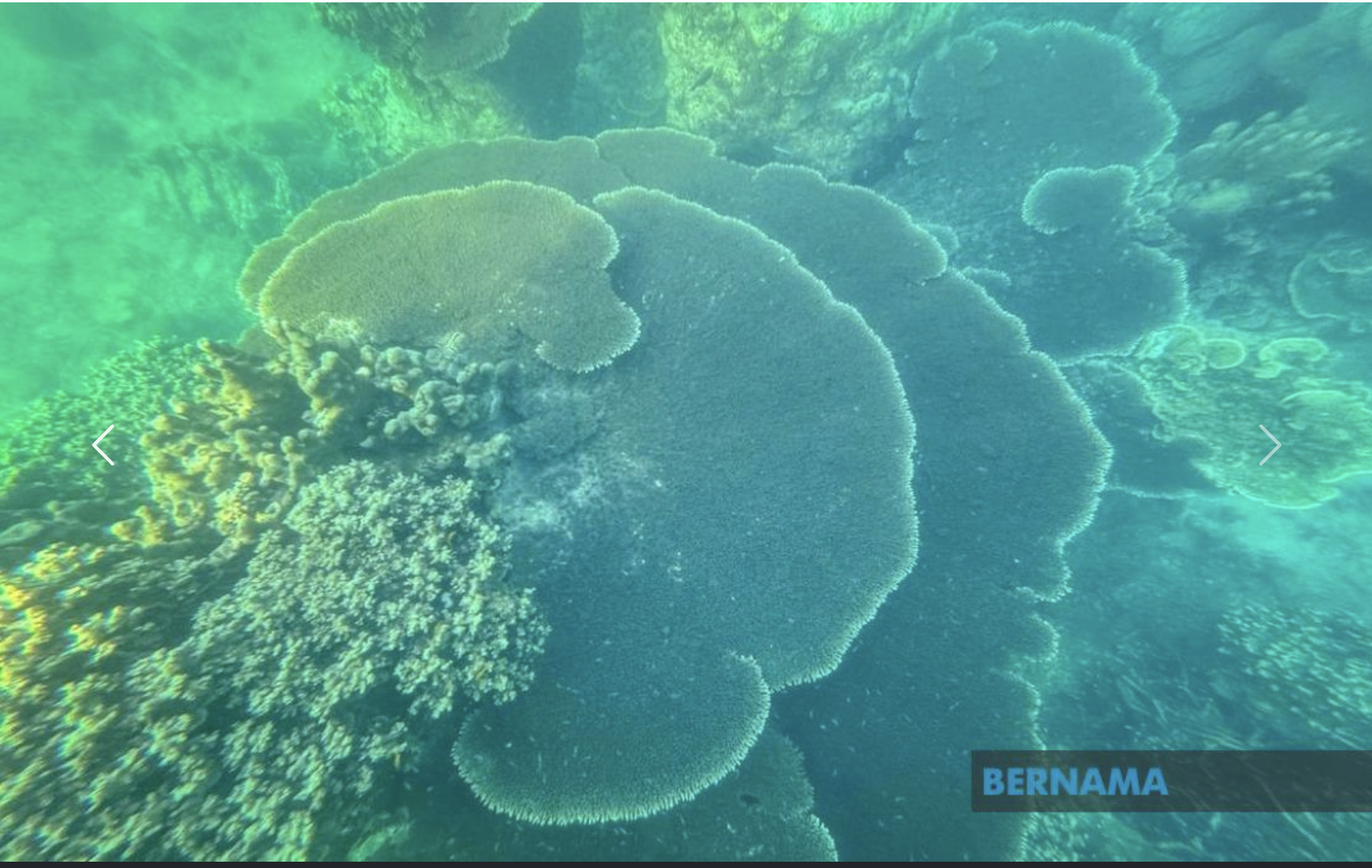 Tiga Kawasan Terumbu Karang Di Terengganu Alami Kelunturan Paling Teruk Tahun Ini